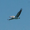 Austalian Pelican (in flight)