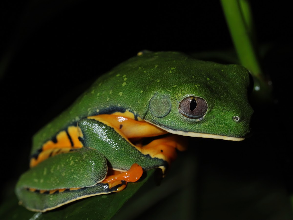 Sylviae's Splendid Leaf Frog