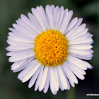 Daisy Fleabane, Hairy Fleabane, Erigeron