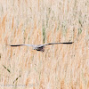 Purple Heron; Garza Imperial