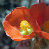 Desert Globemallow