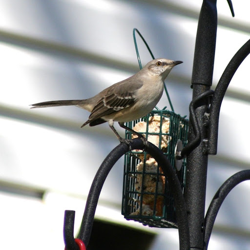 “Morty,” our resident Northern Mockingbird, about to enjoy a suet snack.