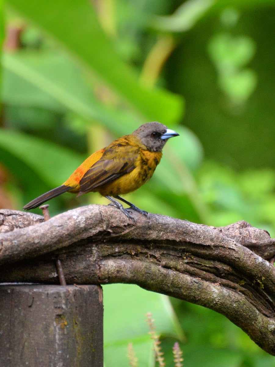 Scarlet-rumped Tanager