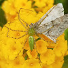 Green lynx spider (with prey)