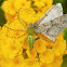 Green lynx spider (with prey)