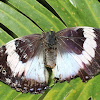 Violet-Spotted Charaxes