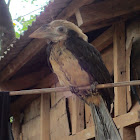 Visayan Hornbill - Juvenile