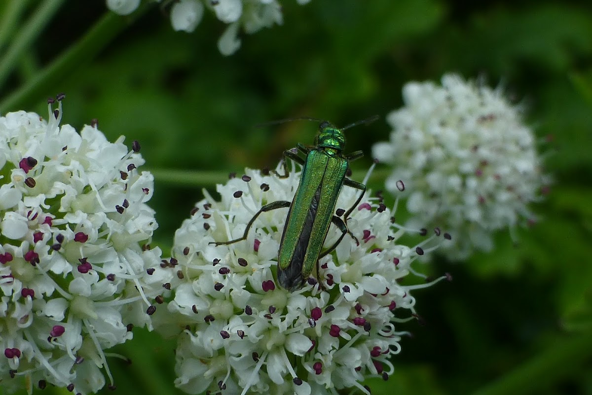 Fat-legged/Thick-legged Flower beetle