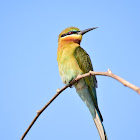 Blue-tailed Bee-eater