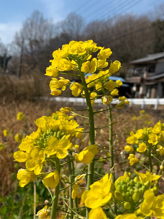 の投稿画像2枚目