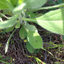 Lamb's Ear