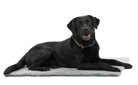 KRUUSE Vet-bed, Hundfilt, gr, 71 x 61 cm, 1 st