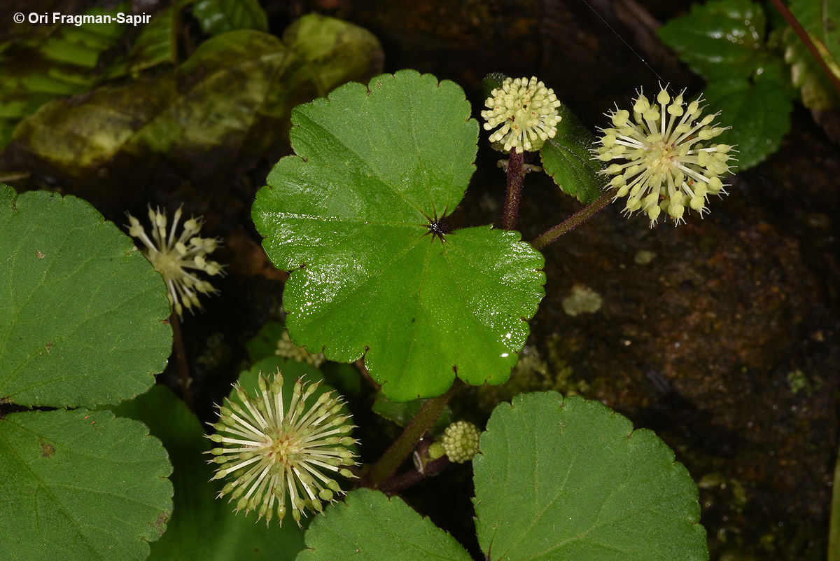 Himalayan Pennywort