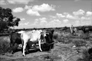 EASY TARGETS: Cattle theft has been rife in KwaZulu-Natal, especially in the remote areas of Nquthu and Kingley. Pic: Chester Makana. Circa September 2009. © Sowetan.
GROUND FOR IMPROVEMENT:Cattle farmers in Limpopo also cry for land to increase their production.

PHOTO:CHESTER MAKANA