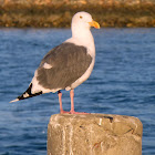 Western Gull