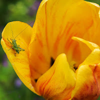 Il dettaglio è il tulipano ... di 