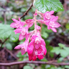 Red-flowering currant