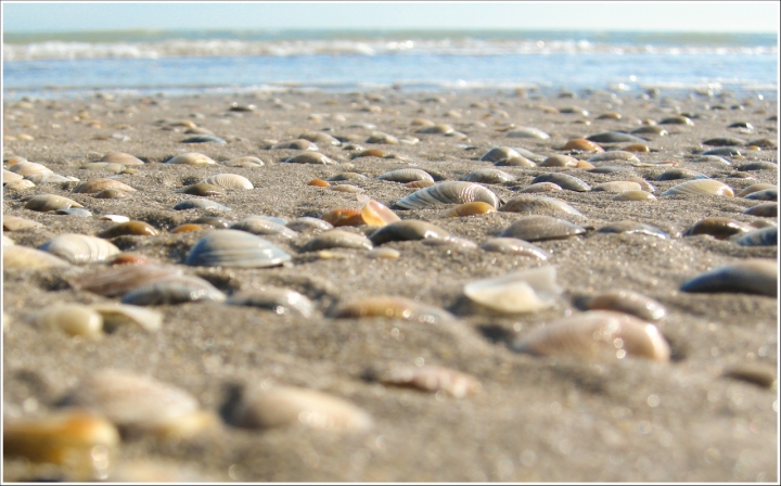 Gli elementi del mare di lace