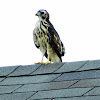 Broad-winged hawk