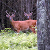 White-tailed deer