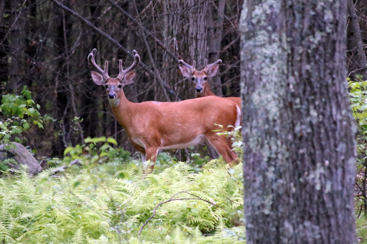 White-tailed deer