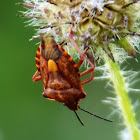 Shield-bug