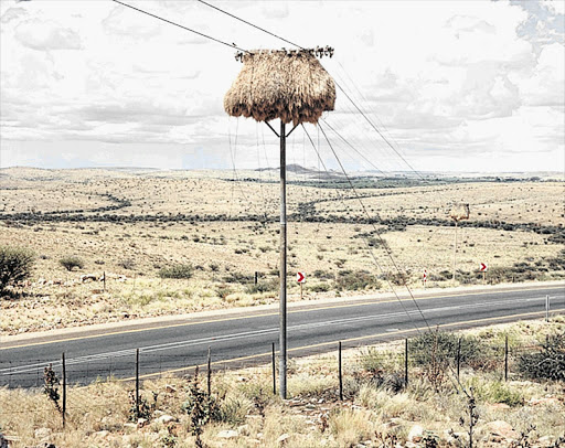 POLE POSITION: A weavers' nest, photographed by Marsh