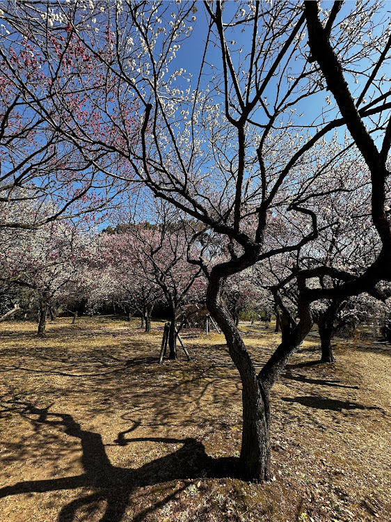 シビック(欧州HB)の皆様、いつもイイね!!＆コメありがとうございます・第二大宮公園の梅祭り・春の訪れを感じますに関するカスタム事例の投稿画像9枚目