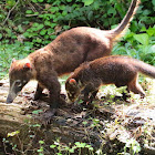 White-nosed coati