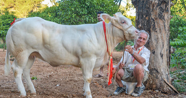 maltese cow and farmer