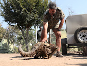 Johan de Beer with a carcus that had been found with a snare around its skull. Poachers often use snares to catch animals such as buffalo and impala to sell the meat on the black market.