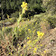 Mustard plant