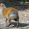 Agouti