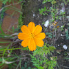 Orange Cosmos