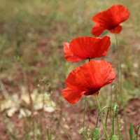 Papaver di gocciazzurra