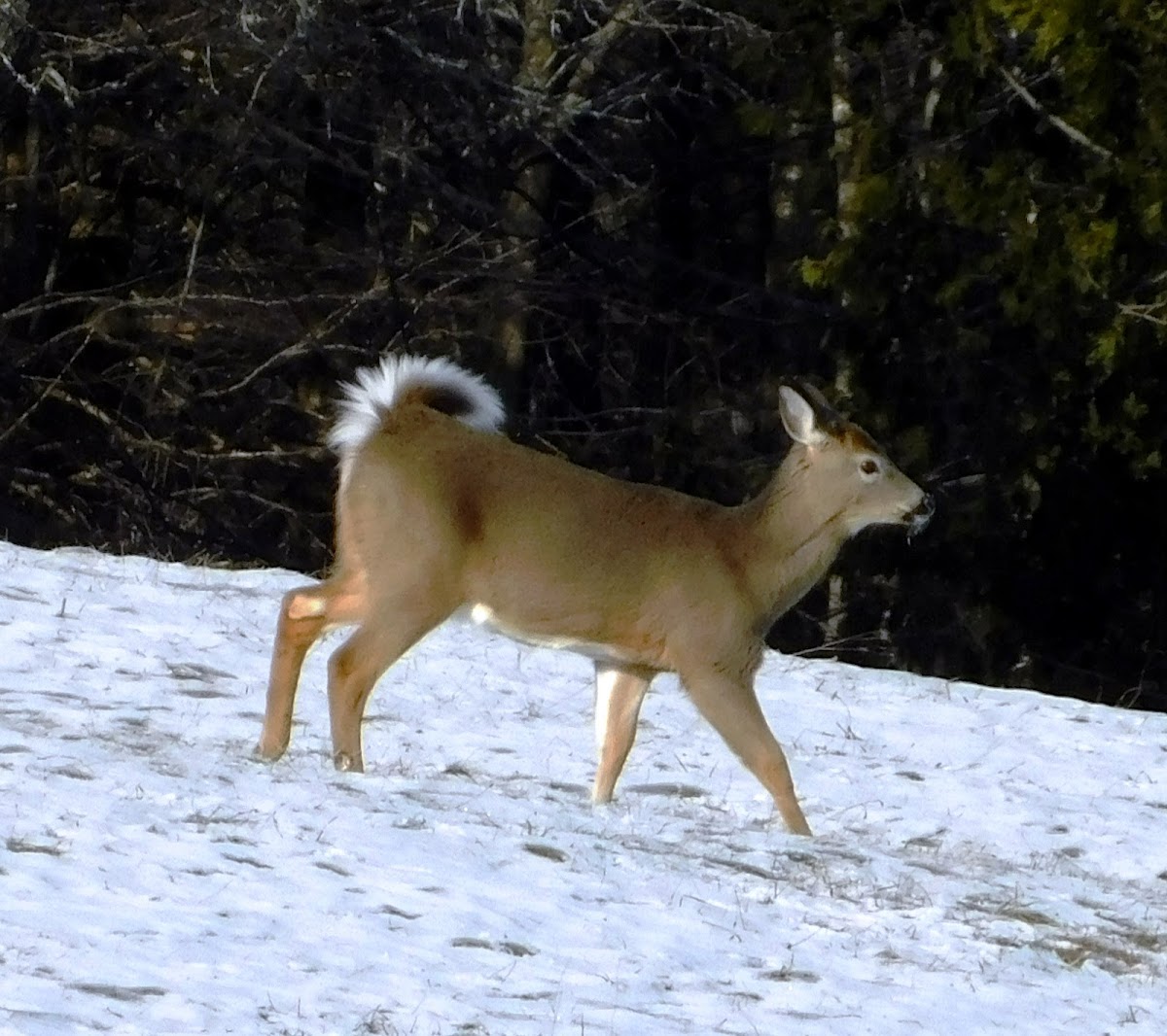 White-tailed deer