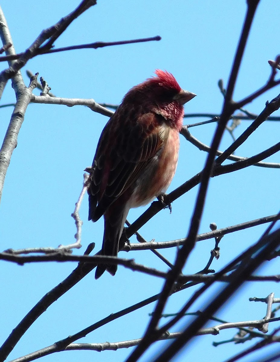 Purple Finch