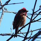 Purple Finch