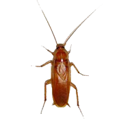 Cockroach simulator  Icon