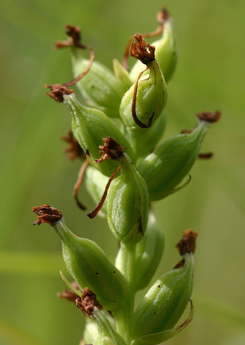 Club-spur Orchid