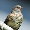 Dark-eyed junco (juvenile)