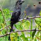 Smooth Billed Ani