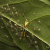 Comb-footed spider