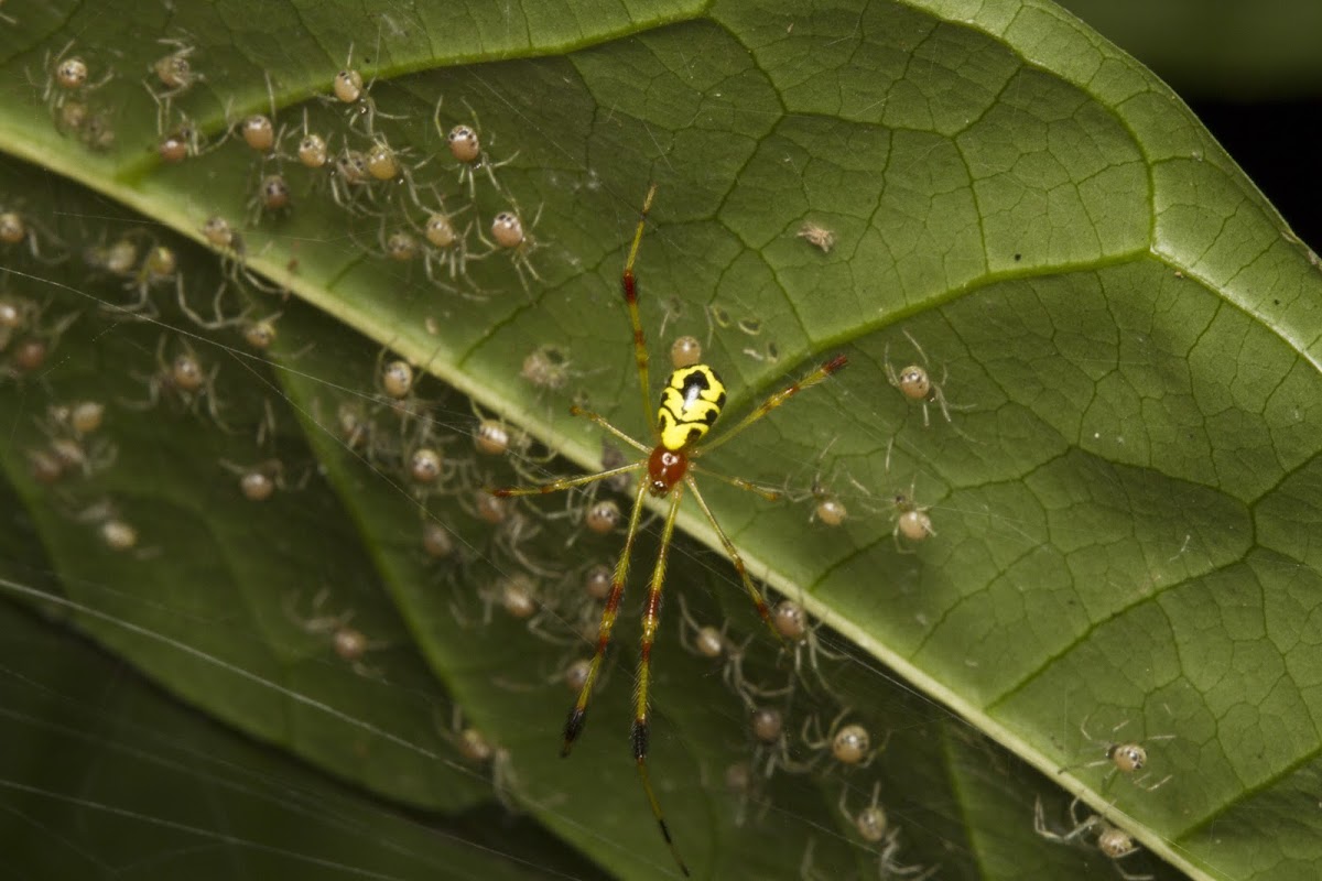 Comb-footed spider