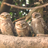 Spotted owlet