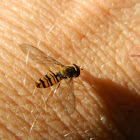 The Marmalade hoverfly