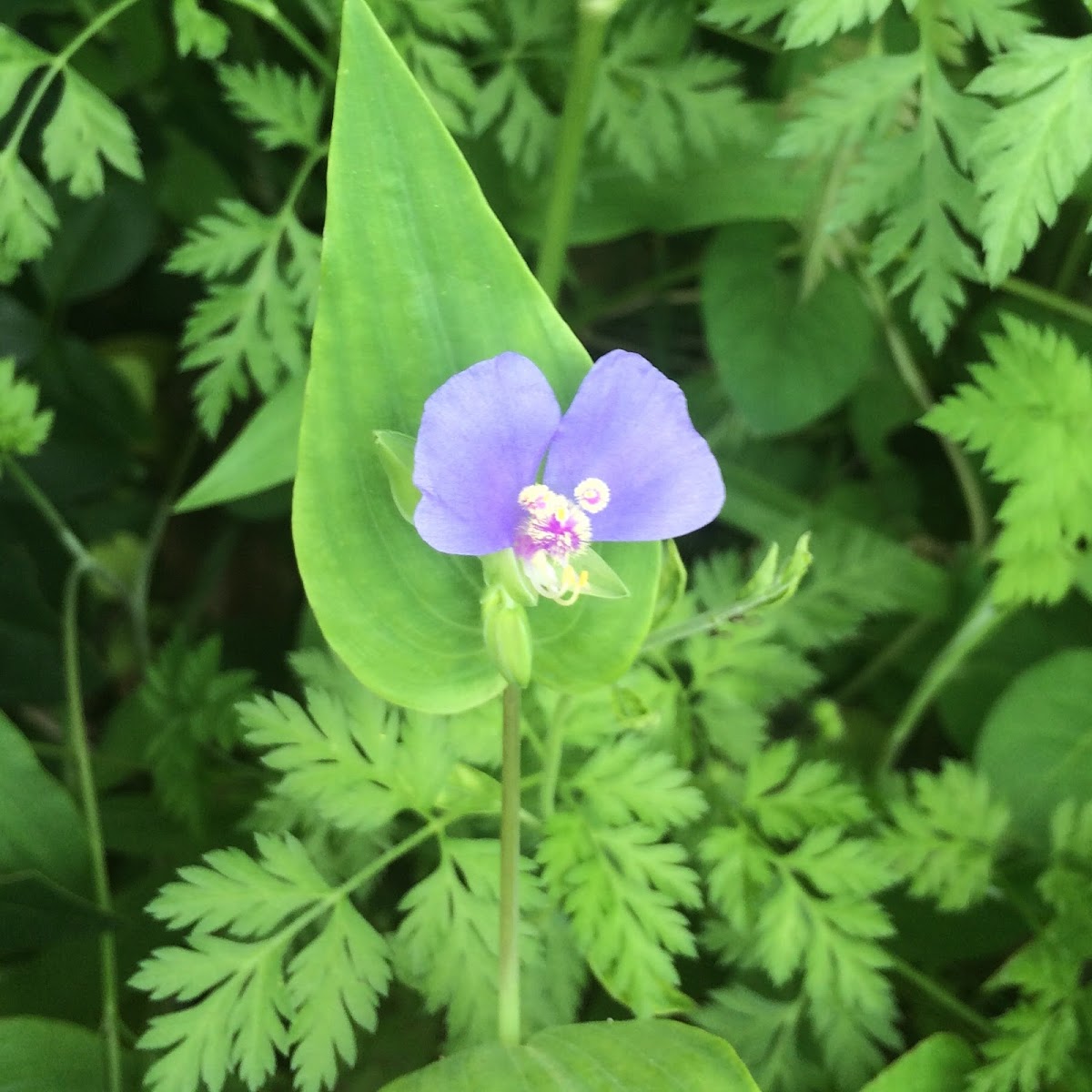 Dayflower