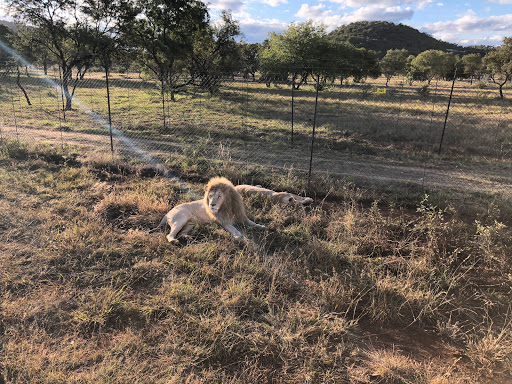 New & Improved Lions Park South Africa 2018