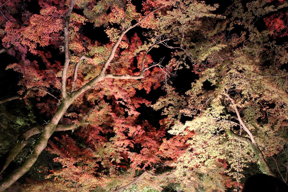 В поисках осенних красок. Киото и Осака. Ноябрь 2019г.