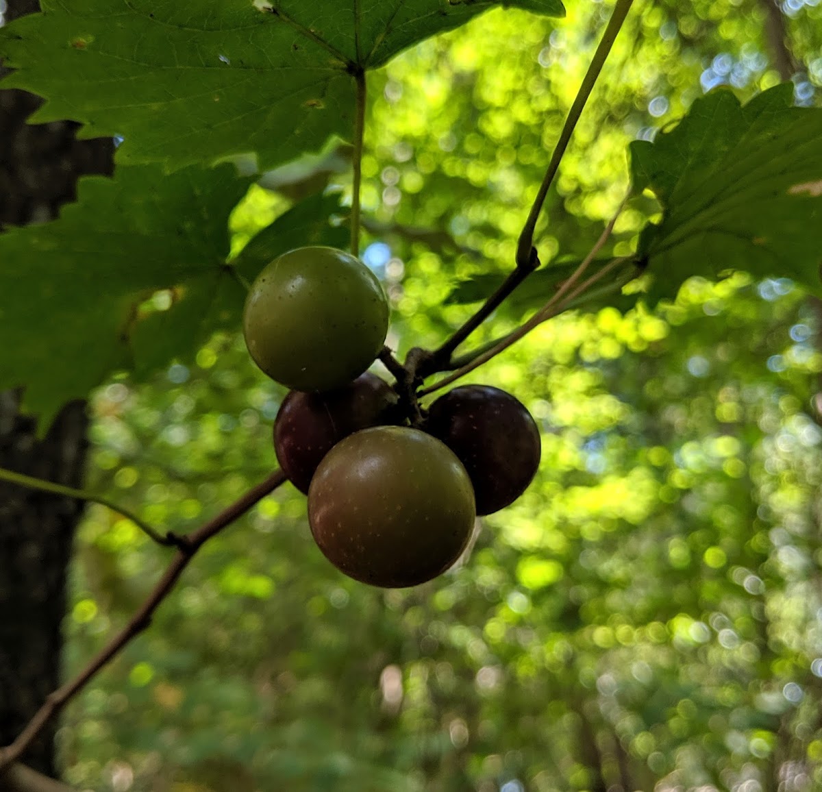 Wild Muscadine